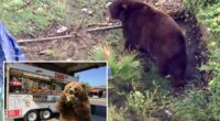 Bear gets comfy in SoCal town as neighbors embrace ferocious new friend