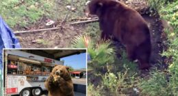 Bear gets comfy in SoCal town as neighbors embrace ferocious new friend