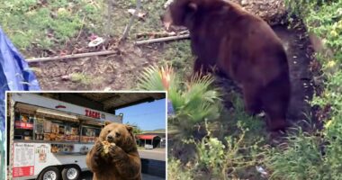 Bear gets comfy in SoCal town as neighbors embrace ferocious new friend