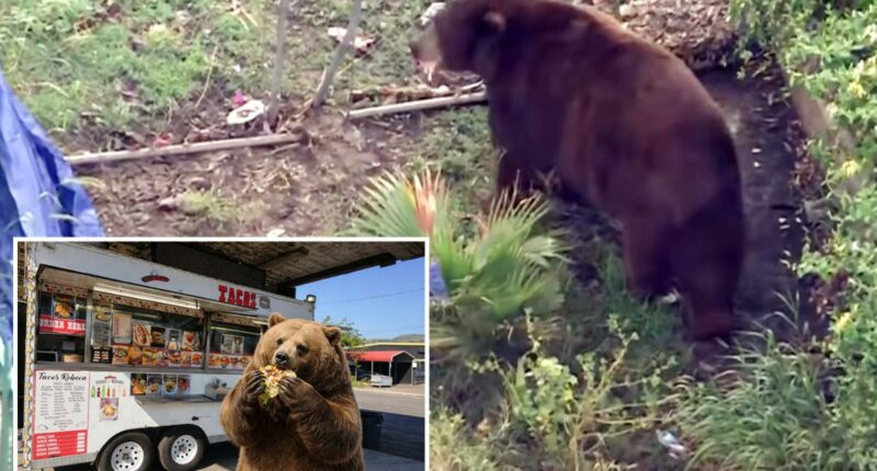 Bear gets comfy in SoCal town as neighbors embrace ferocious new friend