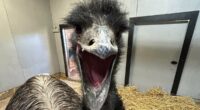 Bizarre death of emu called Adam who died during ferocious storm