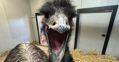 Bizarre death of emu called Adam who died during ferocious storm