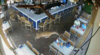 Brunch crashers: Video shows deer bolting through Florida restaurant patio