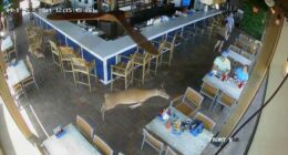 Brunch crashers: Video shows deer bolting through Florida restaurant patio