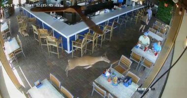 Brunch crashers: Video shows deer bolting through Florida restaurant patio