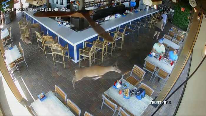 Brunch crashers: Video shows deer bolting through Florida restaurant patio