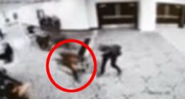 Bullet that hit Secret Service agent at White House Correspondents' Dinner 'was deflected by his PHONE'