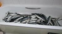 Businessman who made ready meals for shops kept mackerel in his BATH