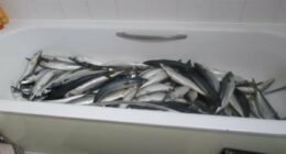 Businessman who made ready meals for shops kept mackerel in his BATH