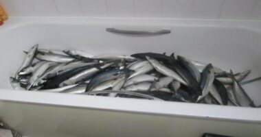 Businessman who made ready meals for shops kept mackerel in his BATH