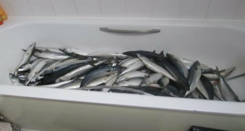Businessman who made ready meals for shops kept mackerel in his BATH