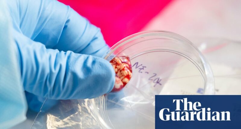 CDC temporarily halts testing for several infectious diseases amid staffing shortages