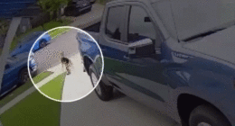 GIF of child being attacked by coyote in Southern California driveway