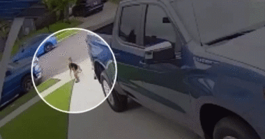 GIF of child being attacked by coyote in Southern California driveway