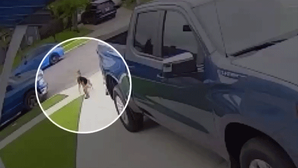 GIF of child being attacked by coyote in Southern California driveway