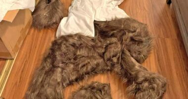 California bear-suit luxury car scam ends in insurance fraud sentences for 3