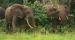 California millionaire trampled to death by elephants while on African hunting expedition