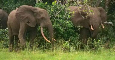 California millionaire trampled to death by elephants while on African hunting expedition