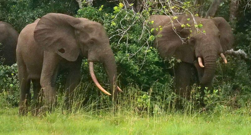 California millionaire trampled to death by elephants while on African hunting expedition