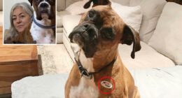 California woman charged after registering dog to vote says it was a test