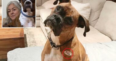California woman charged after registering dog to vote says it was a test
