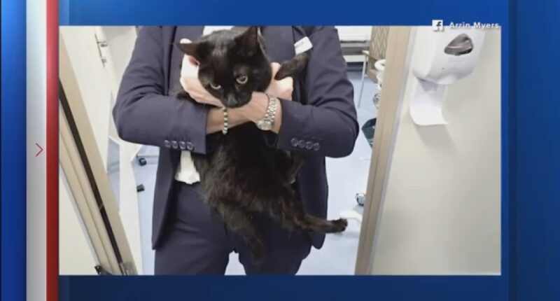 Carnival Legend cruise ship rescues stranded sailor and cat at sea in the Gulf Coast near Galveston, Texas