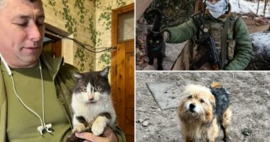 Cat and dog miracle drone rescue in war-torn Ukraine