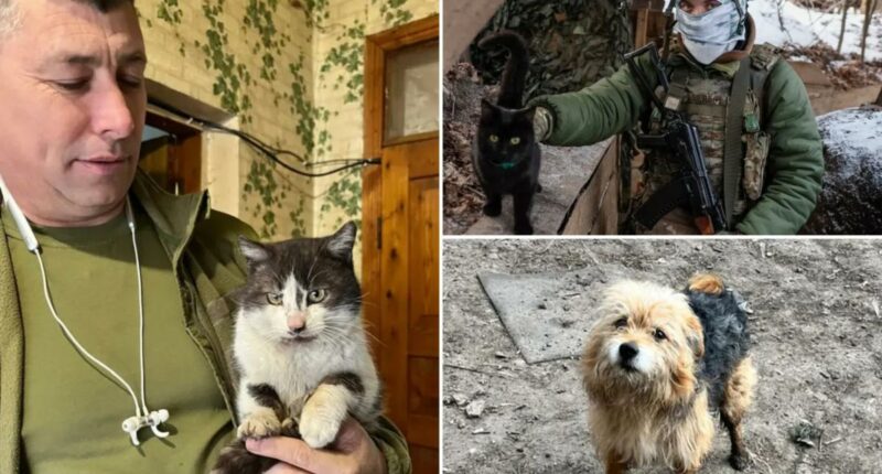 Cat and dog miracle drone rescue in war-torn Ukraine