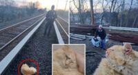 Cat named 'Garfield' rescued from Long Island Railroad tracks after surviving being struck by train