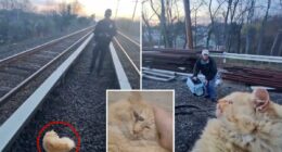 Cat named 'Garfield' rescued from Long Island Railroad tracks after surviving being struck by train