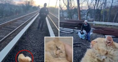 Cat named 'Garfield' rescued from Long Island Railroad tracks after surviving being struck by train