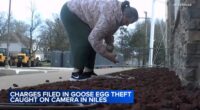Charges filed by IDNR police after video showed woman illegally taking goose eggs near Golf Mill Mall, Niles police say