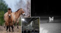 Chernobyl radioactive landscape filled with wild horses and other wildlife