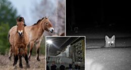 Chernobyl radioactive landscape filled with wild horses and other wildlife
