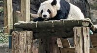 China to send giant pandas to Atlanta again