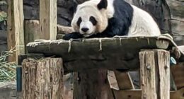 China to send giant pandas to Atlanta again