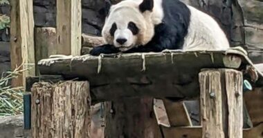 China to send giant pandas to Atlanta again