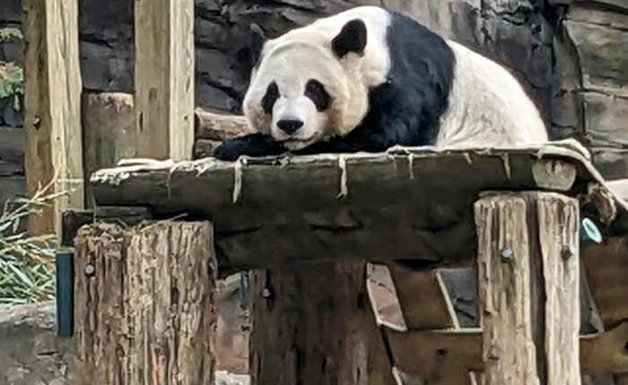 China to send giant pandas to Atlanta again