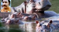 Colombia to cull dozens of Pablo Escobar's 'cocaine hippos'