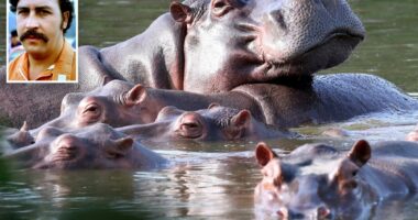 Colombia to cull dozens of Pablo Escobar's 'cocaine hippos'