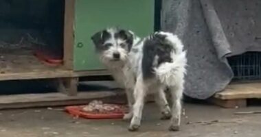 Construction workers saved stray dog's life