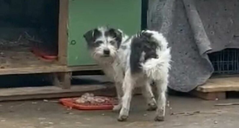 Construction workers saved stray dog's life