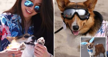 Corgi chaos as hundreds of pointy-eared pups descend on SoCal beach
