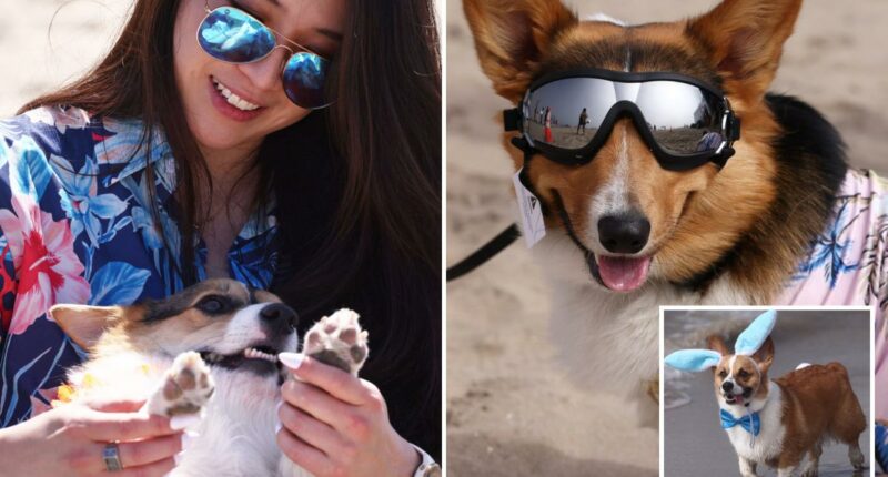 Corgi chaos as hundreds of pointy-eared pups descend on SoCal beach