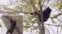 Curious black bear tranquilized by cops, topples out of tree after hours-long standoff in Albany