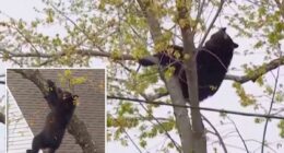 Curious black bear tranquilized by cops, topples out of tree after hours-long standoff in Albany