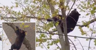 Curious black bear tranquilized by cops, topples out of tree after hours-long standoff in Albany