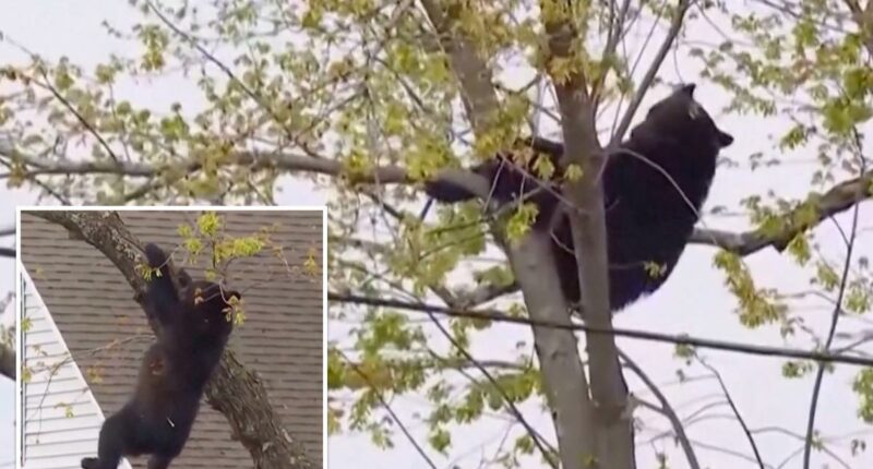 Curious black bear tranquilized by cops, topples out of tree after hours-long standoff in Albany