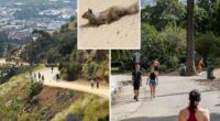 Dead squirrels spark health alert at famous Hollywood hiking trail