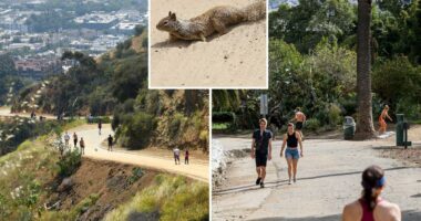 Dead squirrels spark health alert at famous Hollywood hiking trail